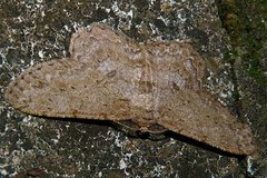 Hypomecis punctinalis conferenda