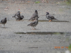 Spodiopsar cineraceus