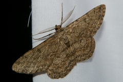 Hypomecis punctinalis conferenda