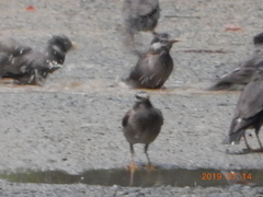 Spodiopsar cineraceus