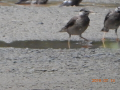 Spodiopsar cineraceus