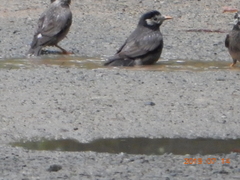 Spodiopsar cineraceus