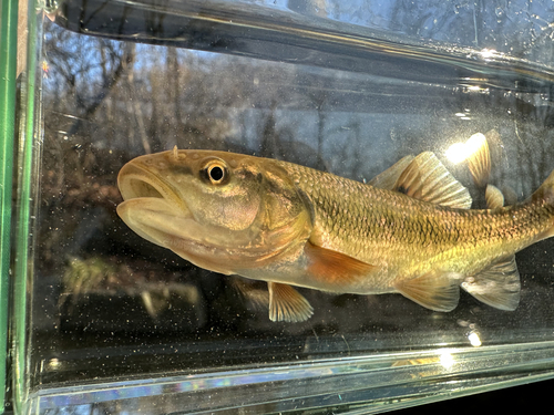 Creek Chub