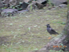 Spodiopsar cineraceus