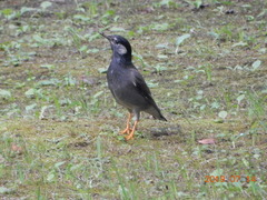 Spodiopsar cineraceus