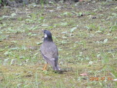 Spodiopsar cineraceus