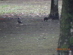 Spodiopsar cineraceus