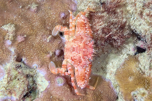Lupocyclus quinquedentatus, 2024-12-29