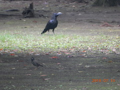 Corvus macrorhynchos