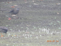 Spodiopsar cineraceus