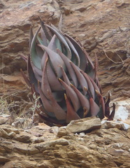Aloe comptonii