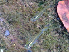 Oryzias curvinotus