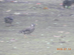 Spodiopsar cineraceus