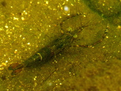 Macrobrachium vietnamiense