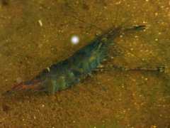Macrobrachium vietnamiense