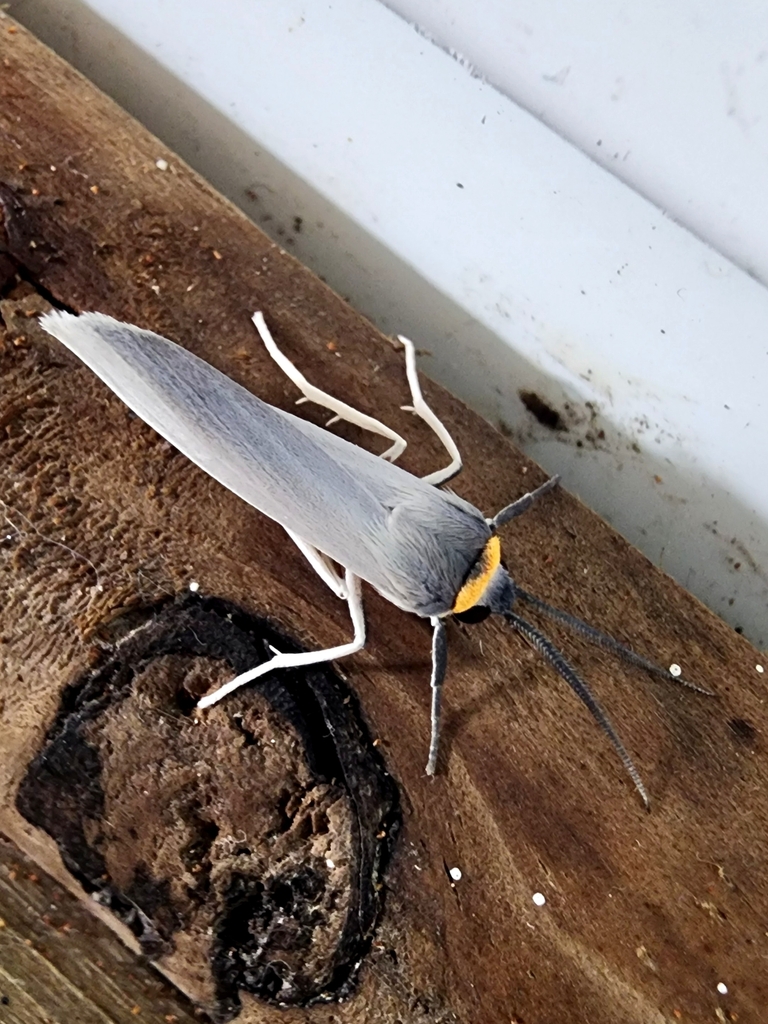 Lymire albipedalis