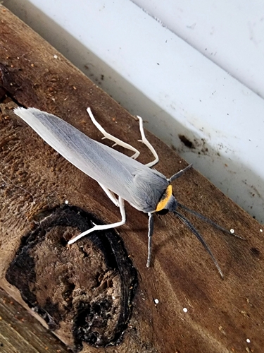 Lymire albipedalis