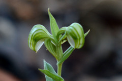 Pterostylis vittata