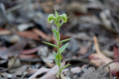 Pterostylis vittata