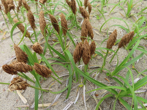 Image of Carex kobomugi by (c) Timur Kalininsky, some rights reserved (CC BY)