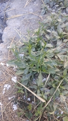 Pseudelephantopus spicatus