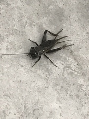 Gryllus texensis