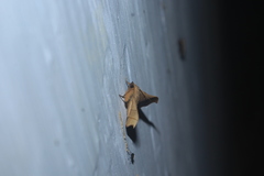 Chilkasa falcata