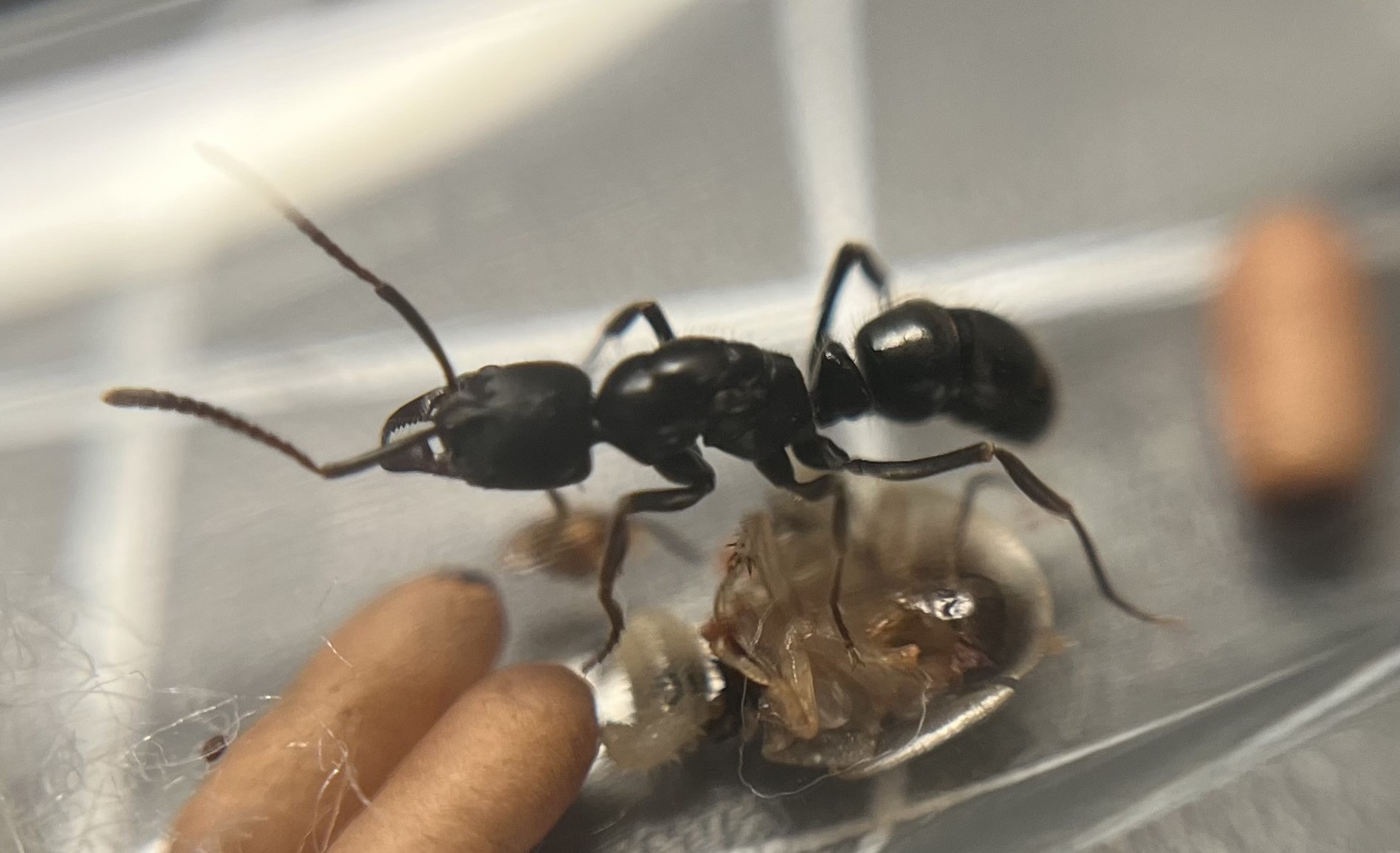 Mayaponera becculata