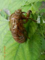 Cicadomorpha