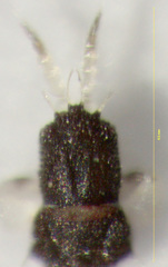Baenothrips moundi
