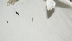 Cosmopterix fernaldella