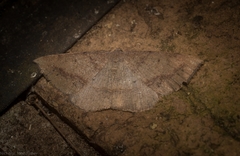 Taxeotis perlinearia