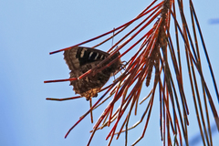 Ogyris amaryllis
