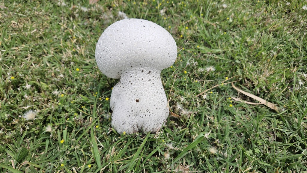 Calvatia cyathiformis · December 2024 · photo: © robertstegmann (iNaturalist, cc-by)