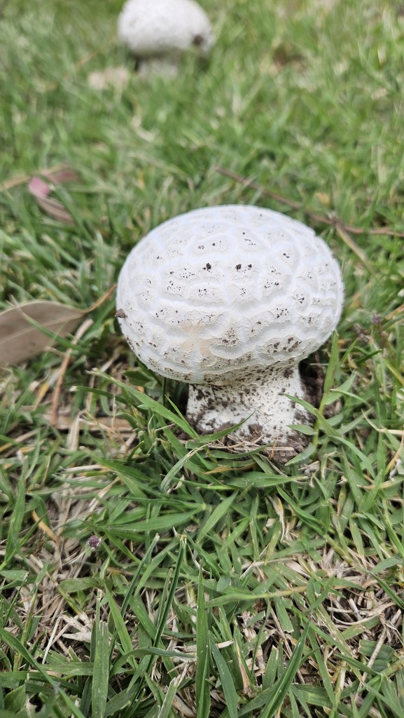 Calvatia cyathiformis · December 2024 · photo: © robertstegmann (iNaturalist, cc-by)