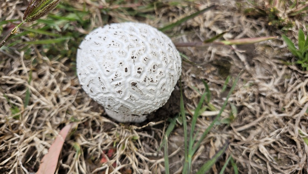 Calvatia cyathiformis · December 2024 · photo: © robertstegmann (iNaturalist, cc-by)