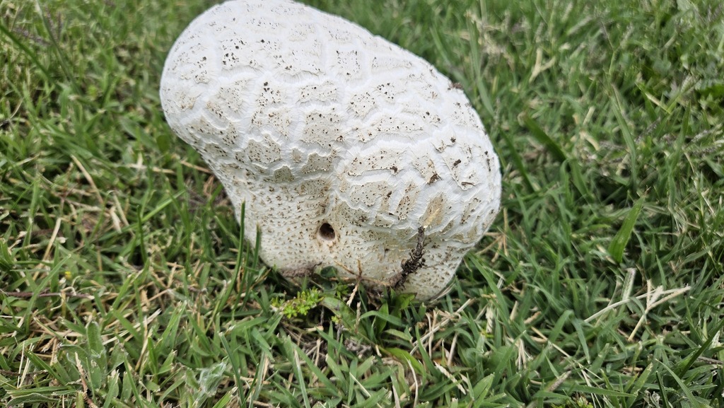 Calvatia cyathiformis · December 2024 · photo: © robertstegmann (iNaturalist, cc-by)