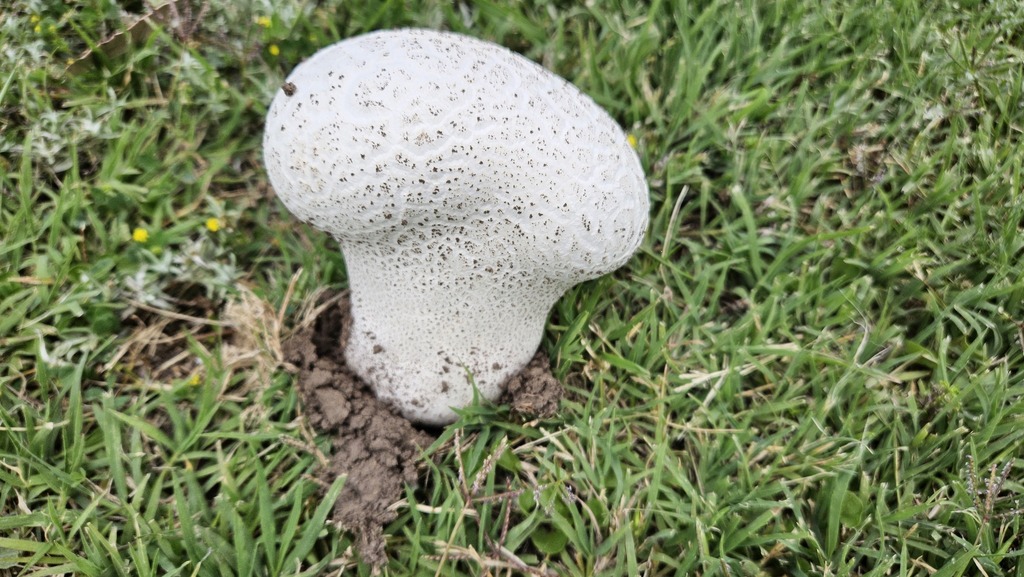 Calvatia cyathiformis · December 2024 · photo: © robertstegmann (iNaturalist, cc-by)