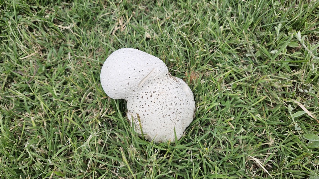 Calvatia cyathiformis · December 2024 · photo: © robertstegmann (iNaturalist, cc-by)