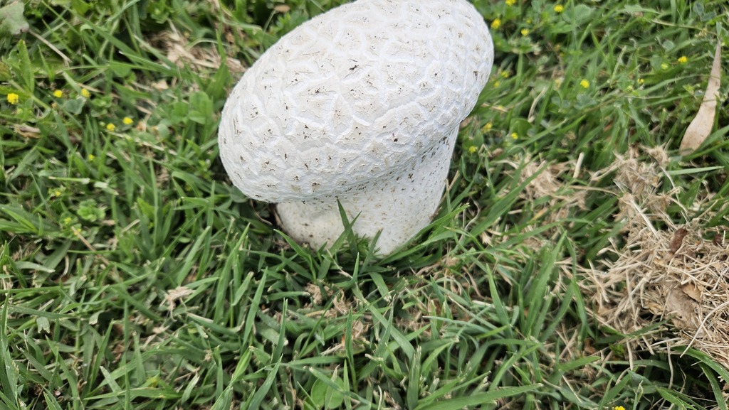 Calvatia cyathiformis · December 2024 · photo: © robertstegmann (iNaturalist, cc-by)