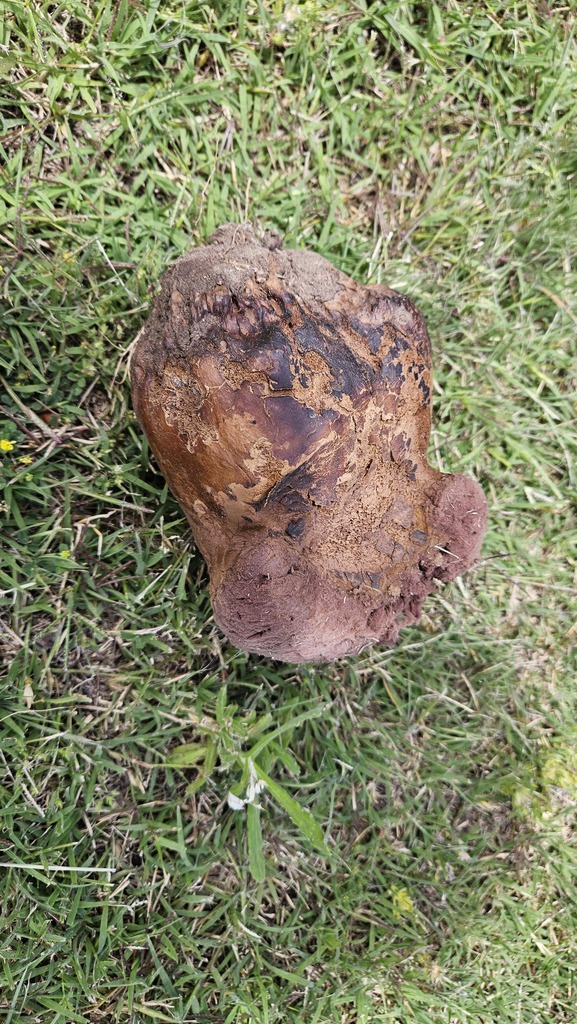 Calvatia cyathiformis · December 2024 · photo: © robertstegmann (iNaturalist, cc-by)