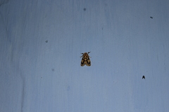 Miltochrista conjunctana