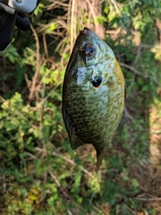Lepomis gibbosus × macrochirus