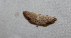 Scopula aemulata