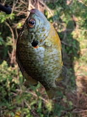 Lepomis gibbosus × macrochirus