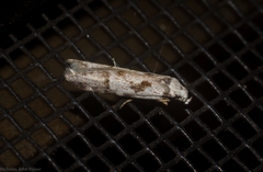 Oxythecta hieroglyphica