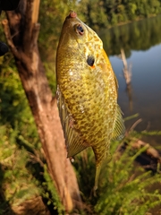 Lepomis gibbosus × macrochirus