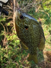 Lepomis gibbosus × macrochirus