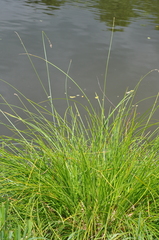 Carex paniculata