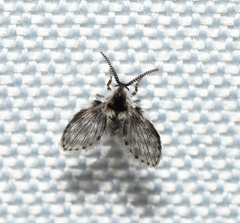 Lepiseodina conspicua